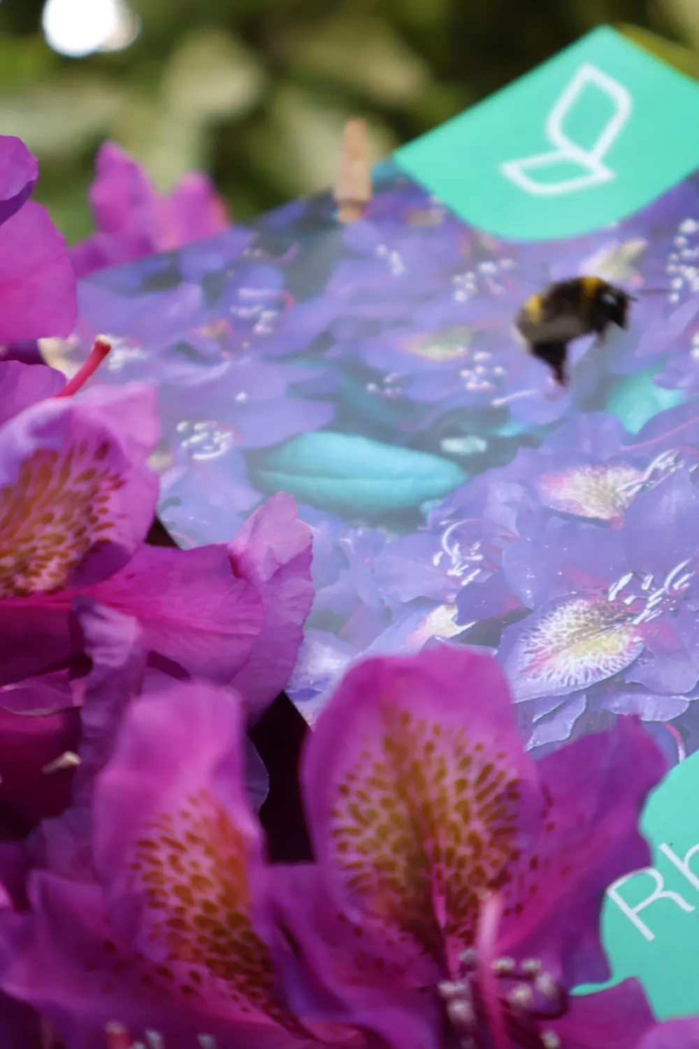 Bondar pe o floare de azalee violet
