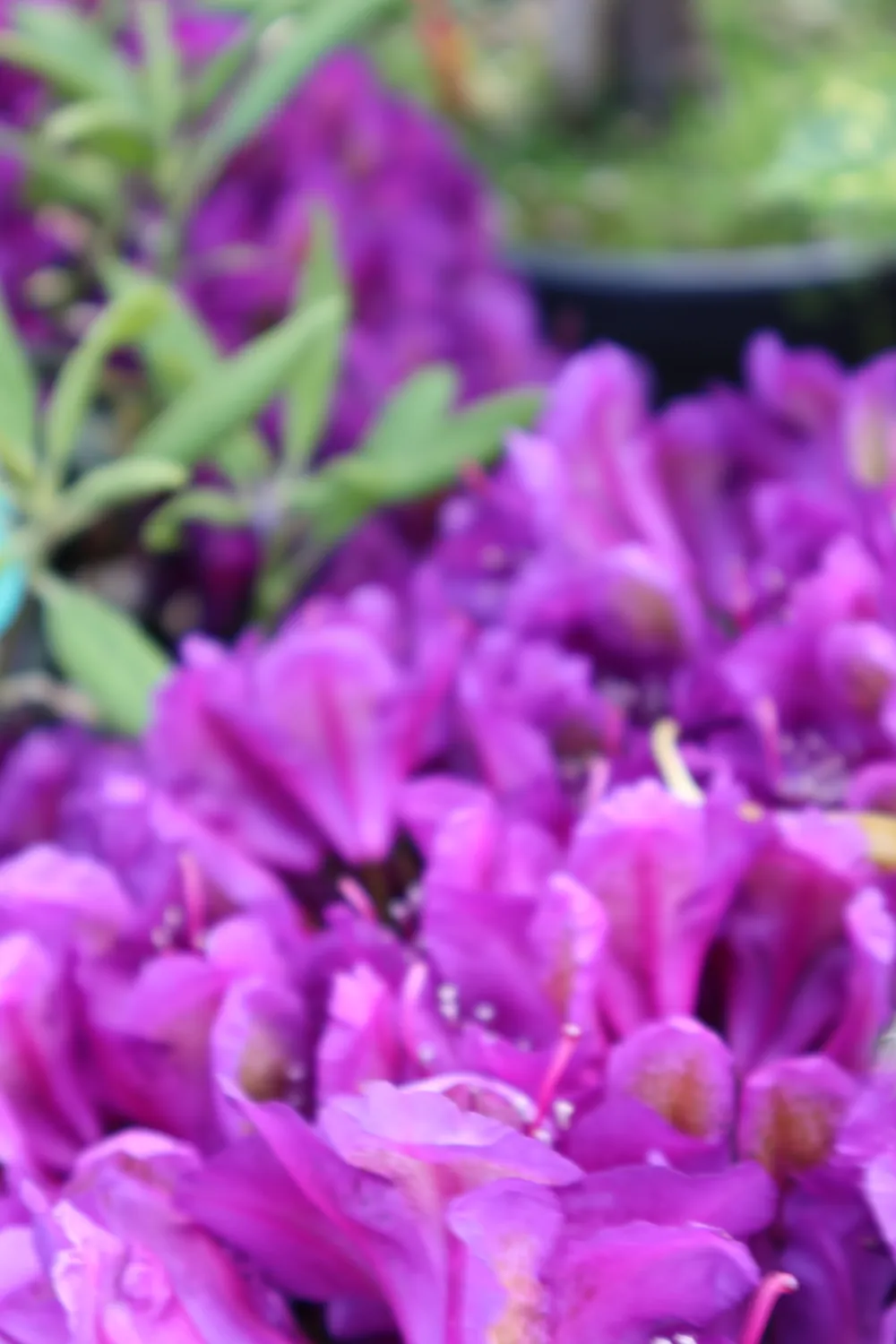 Flori de azalee violet, fotografie macro
