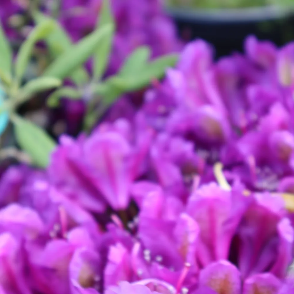 Flori de azalee violet, fotografie macro
